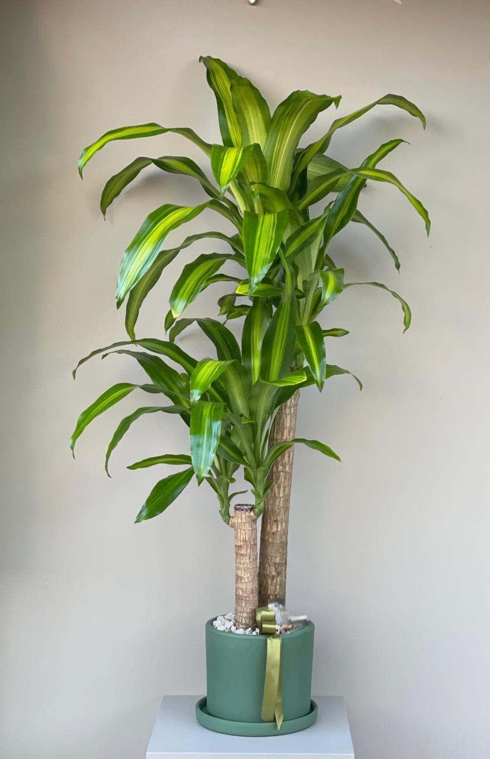 Elegant Green Yucca